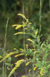 Wrinkleleaf goldenrod